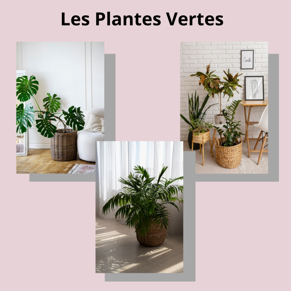 Plantes vertes